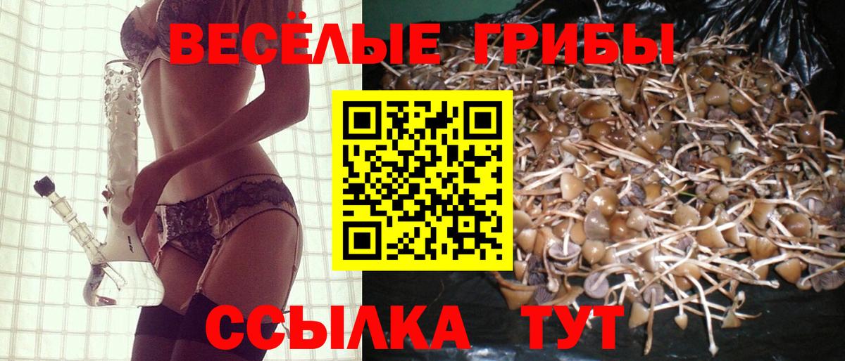 Сафоново  Псилоцибиновые грибы Psilocybine cubensis  Вход с VPN 